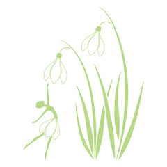 spring snowdrop flower