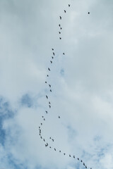 Flock - Birds flying over the Joanopolis dam in the interior of São Paulo
