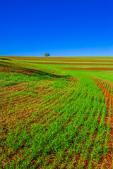 Fototapeta na wymiar wheat plantation, agriculture and development