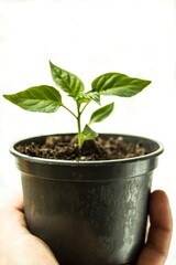 Plant in a pot on a white background isolated, home vegetable cultivation, urban gardening as a hobby and a way to grow organic food