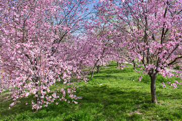 Fototapety  Árboles almendros en flor en un parque al inicio de la primavera