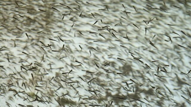 Fish farming. Raising fish in ponds. Young fish swim in the water