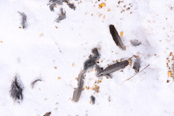 Feathers on the snow after cat attack on a bird 