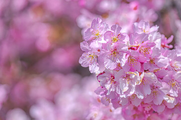 Naklejka premium 【初春・早咲き桜】河津桜
