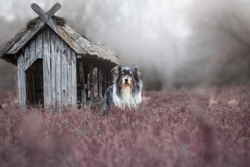 Hund in der Heide