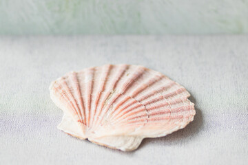 Jacobs shells on a soft blurred background, selective focus