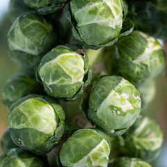 brussels sprouts on plant in closeup