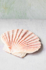 Jacobs shells on a soft blurred background, selective focus