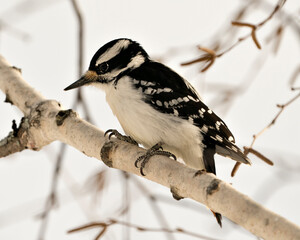 Woodpecker Stock Photos. Close-up profile view climbing tree branch and displaying feather plumage in its environment and habitat with a blur background. Image. Picture. Portrait.