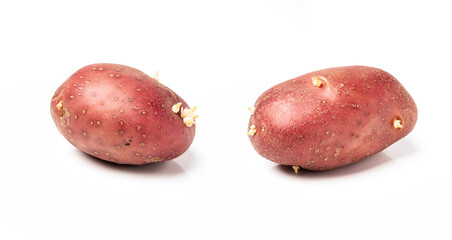 Isolated potato on a white background with sprouts.