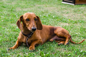 The dog lies on the grass, resting. Red dachshund