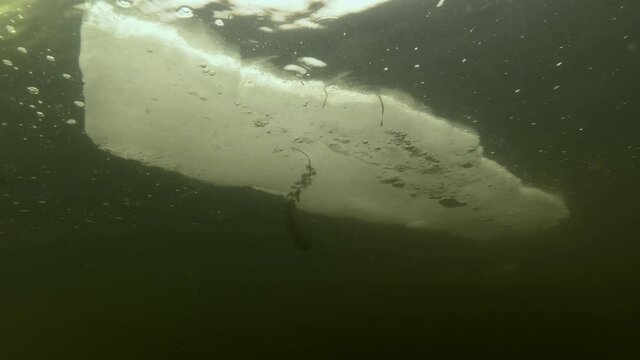 An ice floe floats on the surface of the water (underwater view)