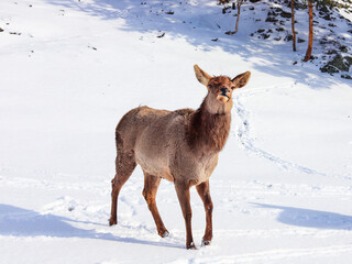 Female deer in sunny winter day