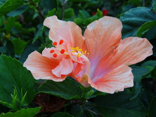 Closeup of peach hibiscus flower