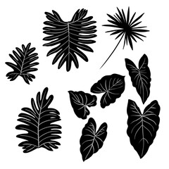 Leaves of tropical plants. Caladiums, palm