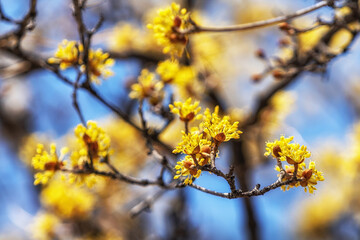 Cornus Officinalis or Sansuyu