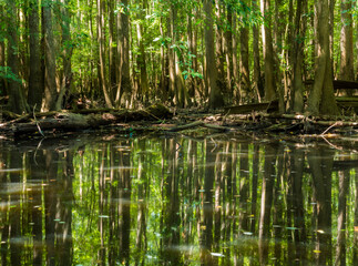 Obraz premium swamp, old growth forest in Congaree national Pak in South Carolina.