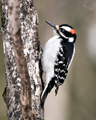 Woodpecker Stock Photo. Close-up profile view climbing tree trunk and displaying feather plumage in its environment and habitat in the forest with a blur background. Image. Picture. Portrait.