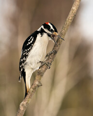 Woodpecker Stock Photos. Close-up profile view climbing tree branch with open beak displaying tongue, in its environment and habitat in the forest with a blur background. Image. Picture. Portrait.