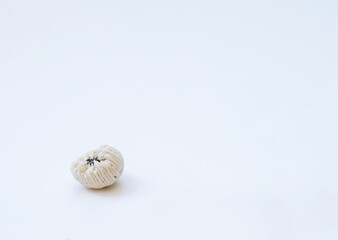Little coral on the white background