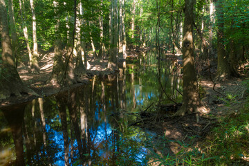 swamp, old growth forest in Congaree national Pak in South Carolina.