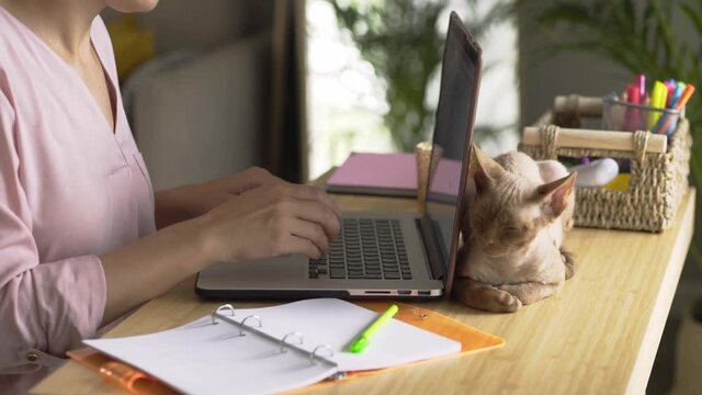 Close-up view woman with bluetooth earpiece typing on laptop sitting at bamboo table with modern laptop and petting cute Devon Rex cat in light living room