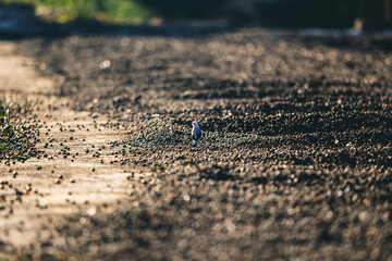 Plantação, Colheita e Secagem de Café