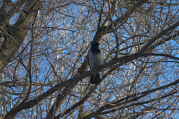 a crow on a branch of a tree in early spring