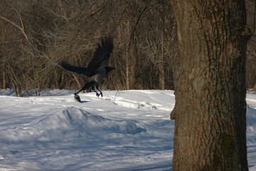 a crow in flight on a sunny morning