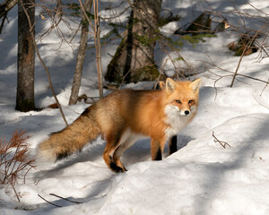 Red Fox Stock Photo. Close-up looking at camera in the winter season in its environment and habitat with snow forest background displaying side view, bushy fox tail, fur. Fox Image. Picture. Portrait.