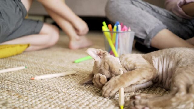 Funny beige shorthaired kitten playing with color wooden pencil near holder and owner legs on floor with rattan carpet in light living room close view