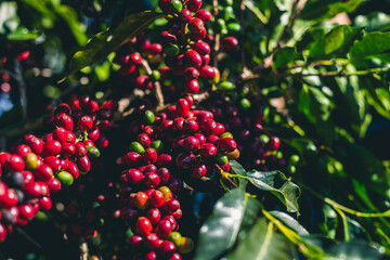 Plantação, Colheita e Secagem de Café