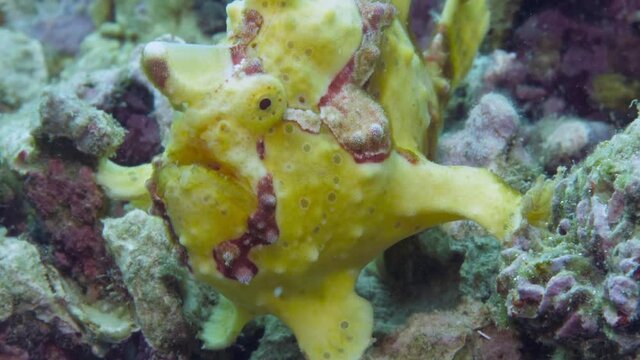 A yellow frogfish or anglerfish is floating underwater looking for food. The anglerfish are fish of the teleost order Lophiiformes. They are bony fish named for its characteristic mode of predation.