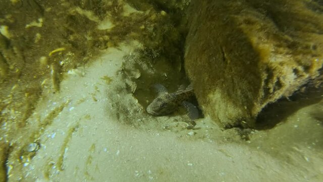 Goad goby or Racer goby (Babka gymnotrachelus) lies next to the burrow