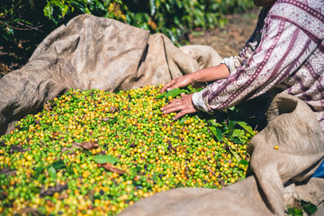 Plantação, Colheita e Secagem de Café