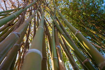 bamboo forest in the morning