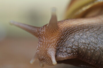 close up of a snail(Achatina fulica)