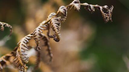 Belles grandes feuilles de fougère photographiées de près.  Les teintes de l'automne sont omniprésentes