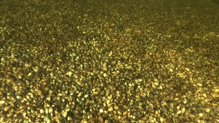 Bottom completely covered with Zebra mussels molluscs. Camera moving forwards over botom covered with bivalve molluscs Zebra mussels (Dreissena polymorpha)