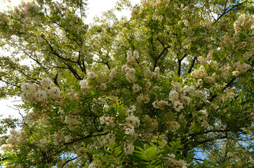 hanging branches of acacia in bloom