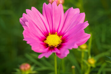 Obraz premium ピンク色のオオハルシャギク一輪クローズアップ