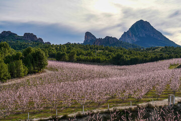 Obraz premium Peach blossom in Cieza La Torre in the Murcia region in Spain