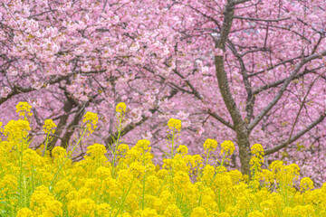 菜の花と河津桜