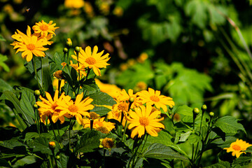 yellow flowers in the garden