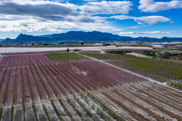 Obraz premium Peach blossom in Ascoy near Cieza in the Murcia region in Spain