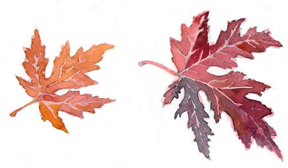 Fototapeta premium Watercolor maple leaves on white background. 