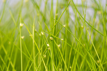 Spring Grass 