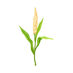Sorghum as Grain Crop or Cereal Specie and Cultivated Grass on Stalk with Inflorescences Vector Illustration