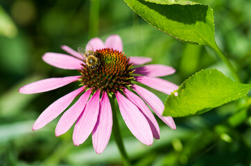 Fototapeta premium Echinacea mit Biene