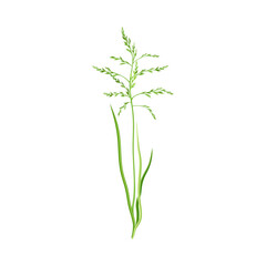 Grain Crop or Cereal Specie and Cultivated Grass on Stalk with Inflorescences Vector Illustration